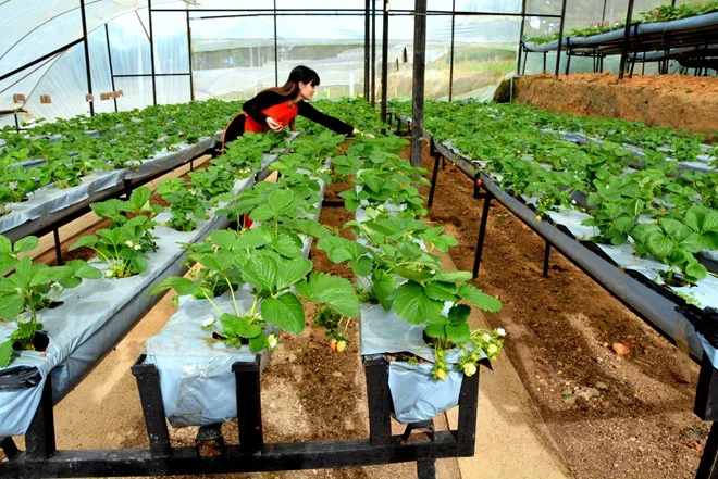 Nông nghiệp và nhà kính