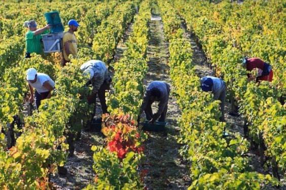 Công nhân nông nghiệp (Thu hoạch và chăm sóc cây trồng)